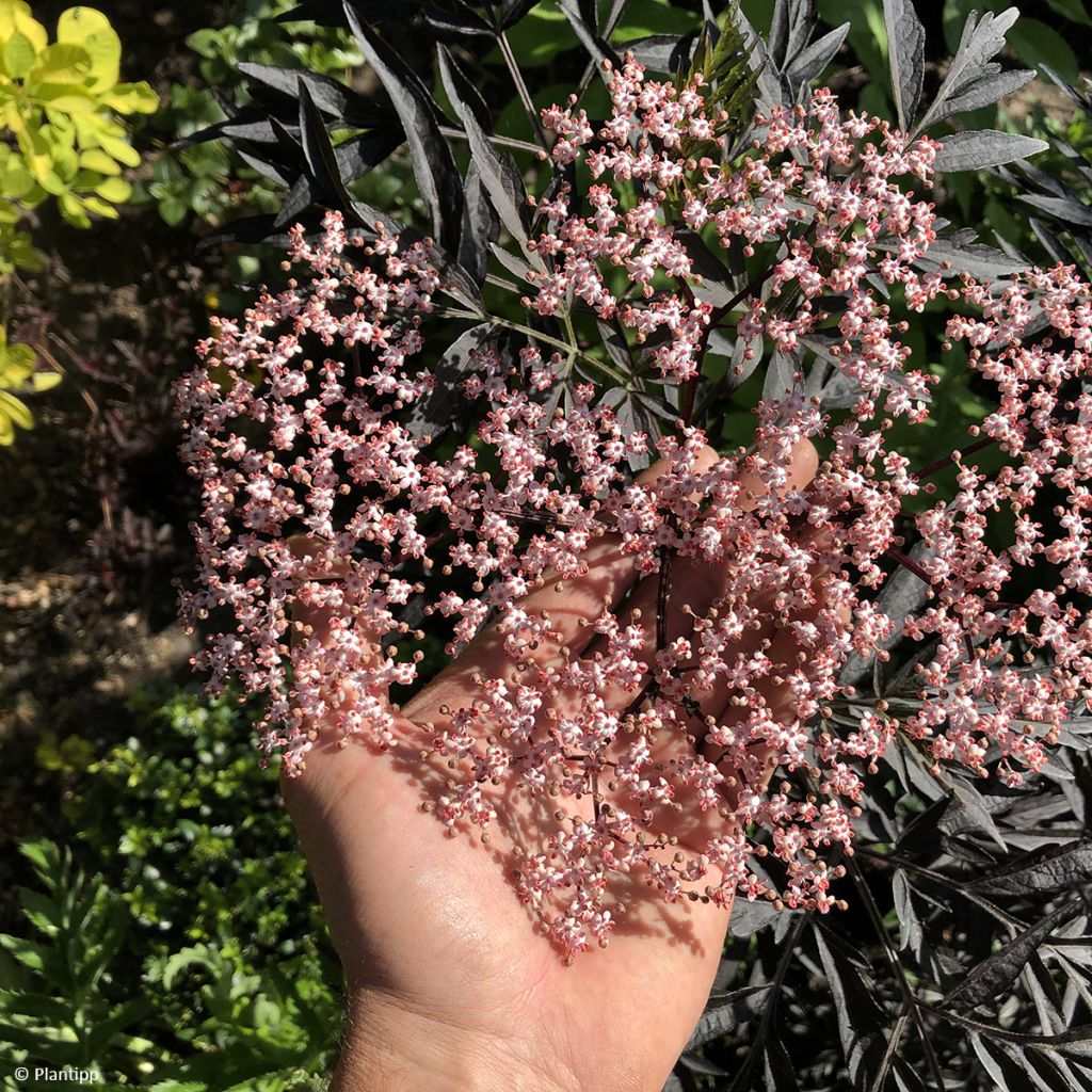 Sureau noir - Sambucus nigra Cherry Lace