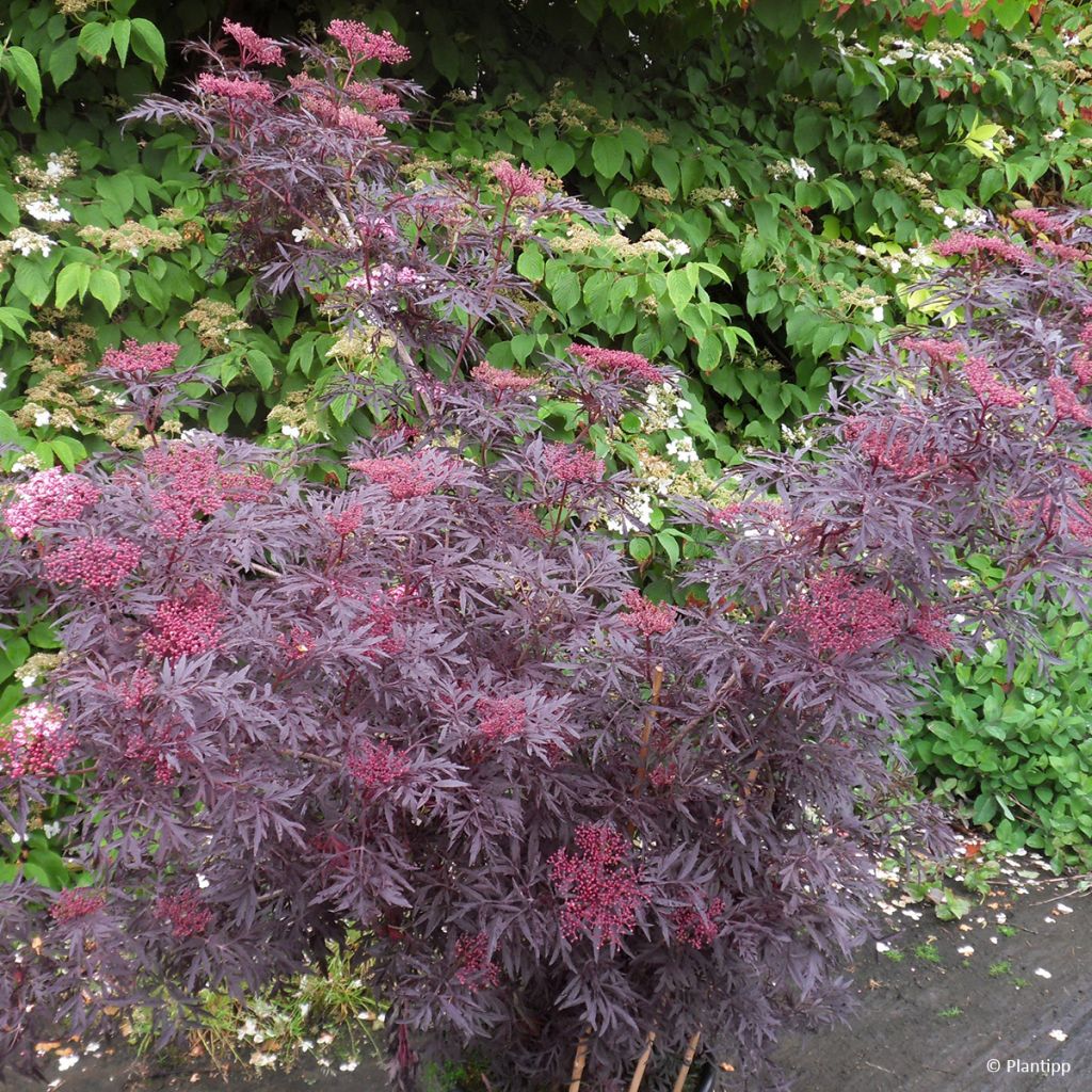 Sureau noir - Sambucus nigra Cherry Lace