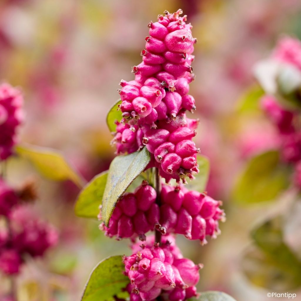 Symphorine Little Berry - Symphoricarpos