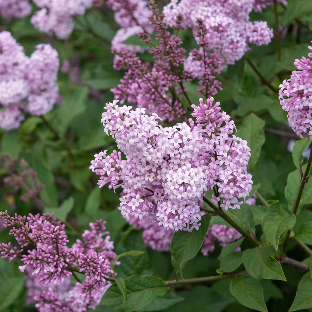 Lilas - Syringa chinensis Saugeana