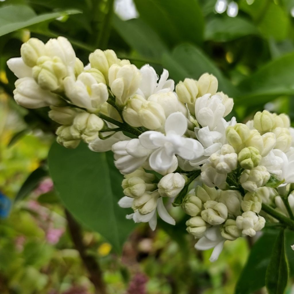 Lilas - Syringa vulgaris Dentelle d'Anjou