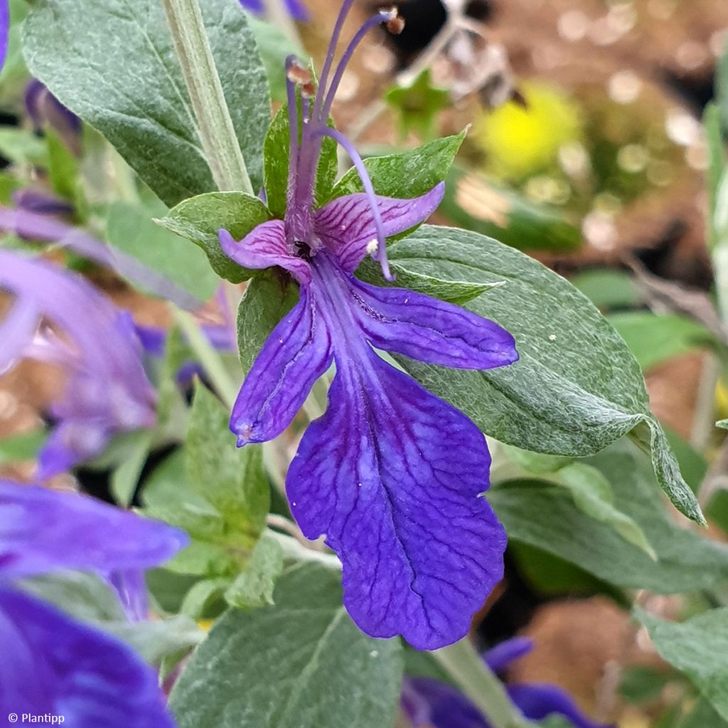 Teucrium Indyho - Germandrée arbustive
