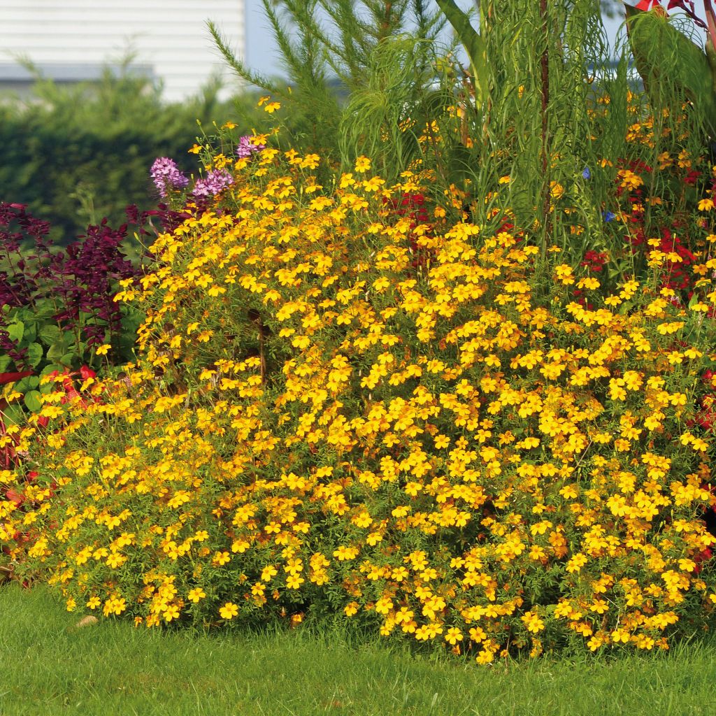 Tagetes Gold Medal - Oeillet d'Inde jaune d'or à orangé.