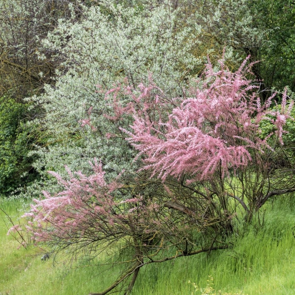 Tamarix ramosissima - Tamaris d'été