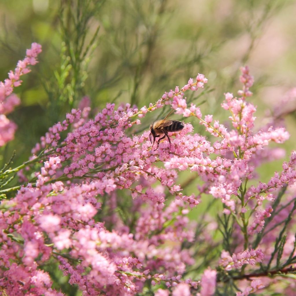 Tamarix ramosissima - Tamaris d'été