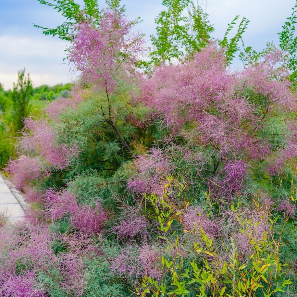 Tamarix ramosissima - Tamaris d'été
