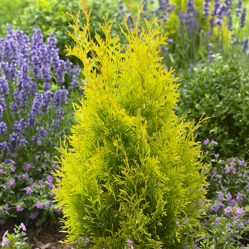 Thuja occidentalis Sunny Smaragd - Thuya du Canada