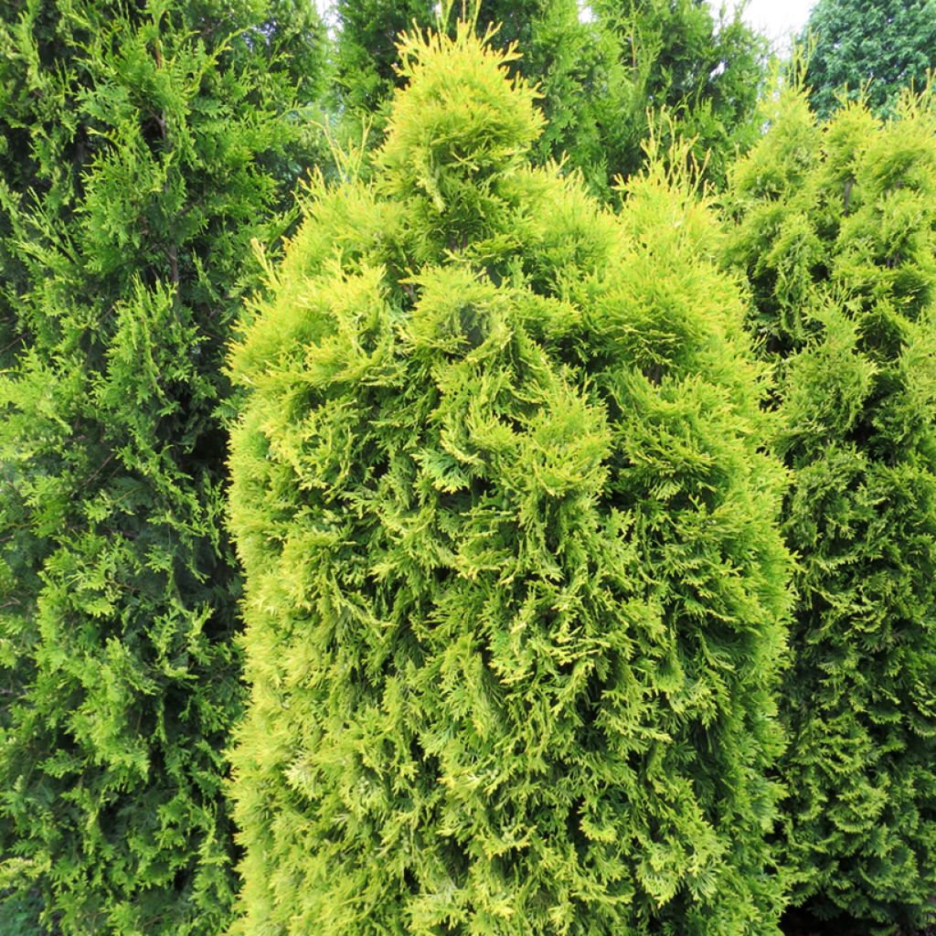 Thuja occidentalis Sunny Smaragd - Thuya du Canada