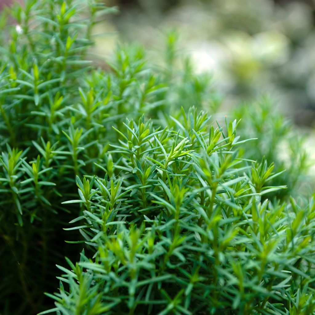 Thuja occidentalis Teddy - Thuya du Canada                       