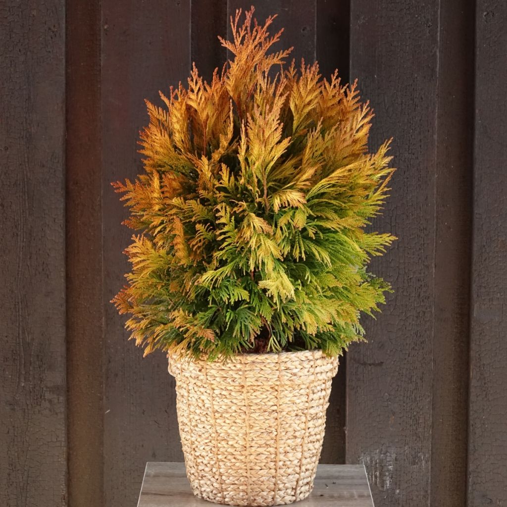 Thuya géant - Thuja plicata 4 Ever Goldy