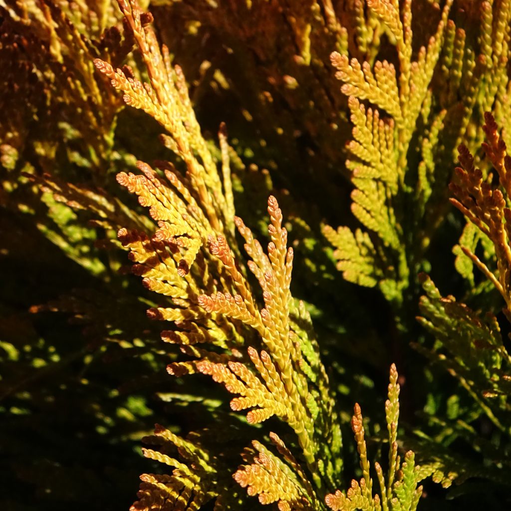 Thuya géant - Thuja plicata 4 Ever Goldy