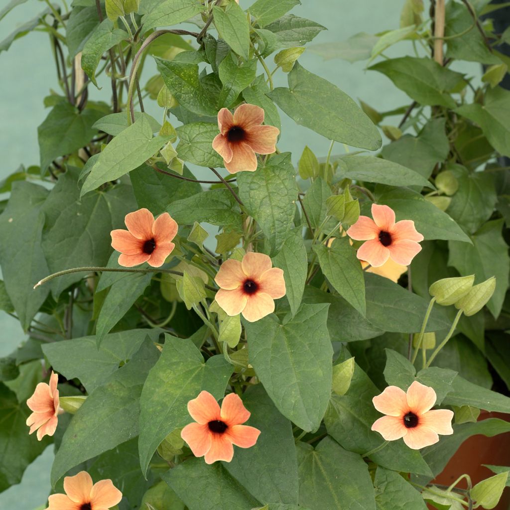 Graines de Suzanne aux yeux noirs African Sunset - Thunbergia alata