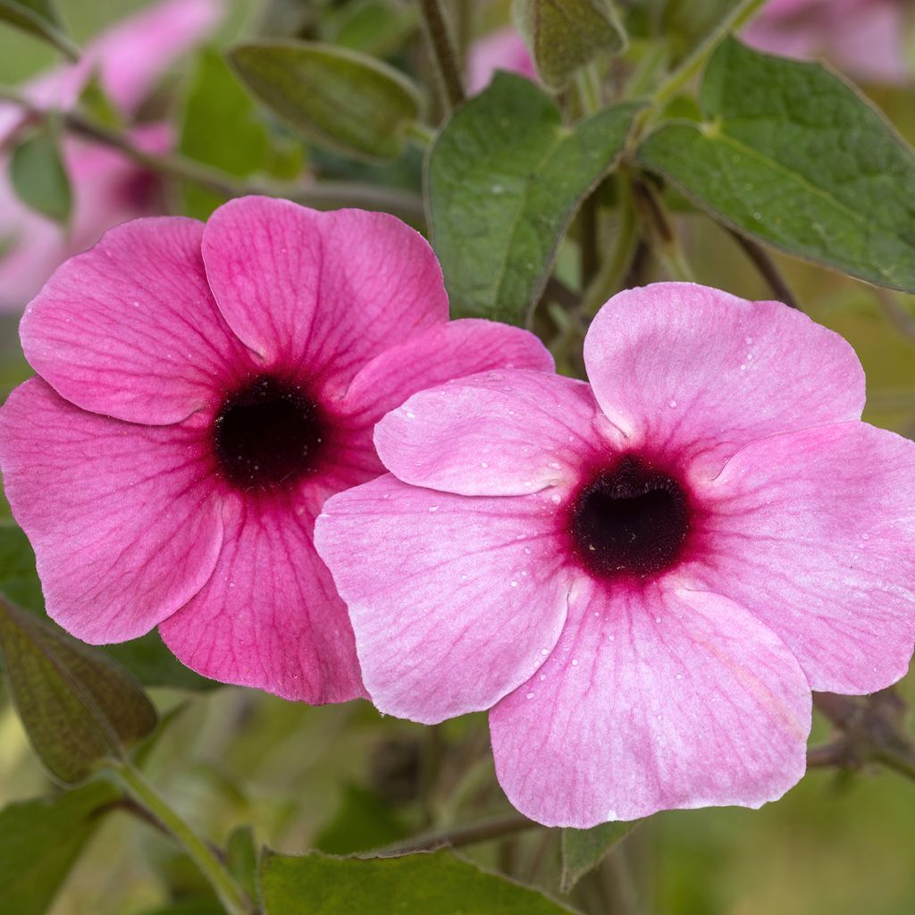 Suzanne-aux-yeux-noirs - Thunbergia alata Sunny Suzy Rose Sensation