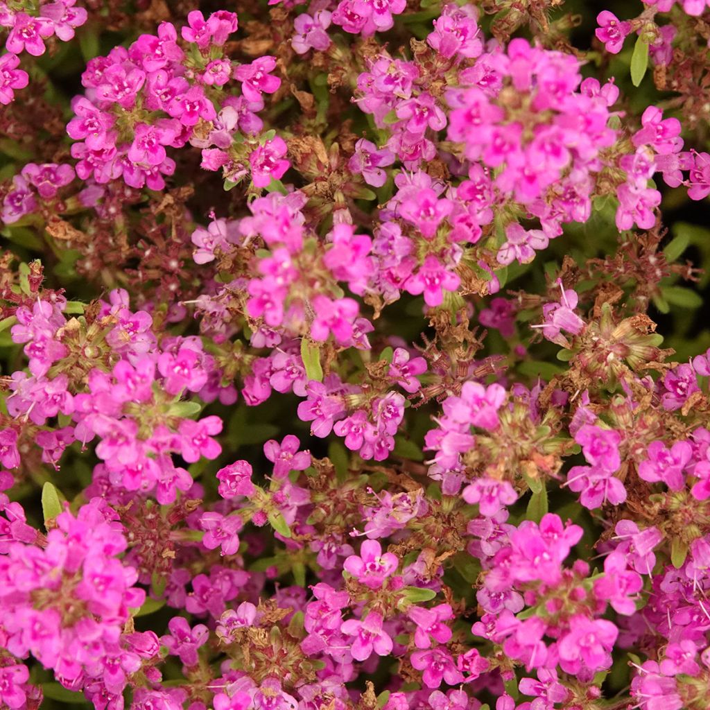 Thym praecox Purple Beauty - Thym précoce rose-pourpré