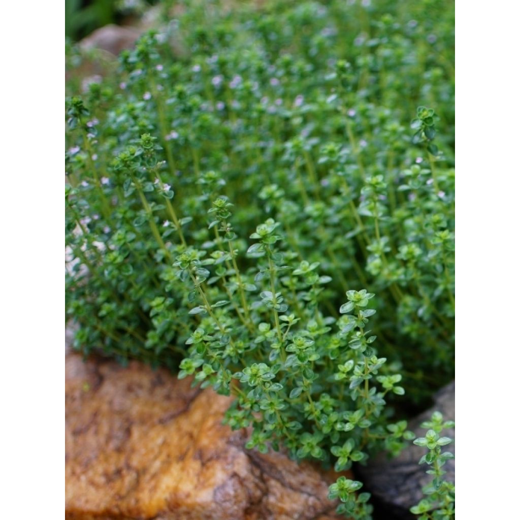 Thym citron en plants