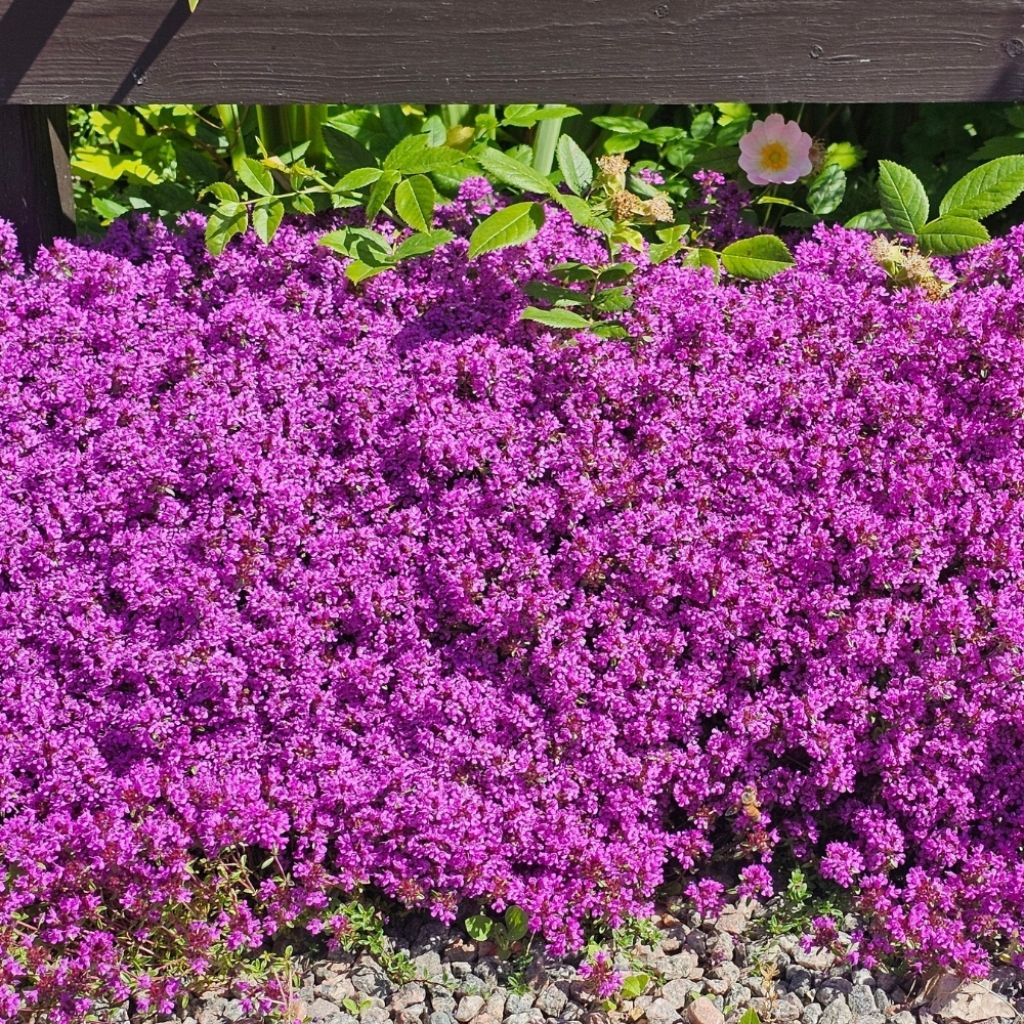 Thym praecox Coccineus - Thym précoce rouge magenta