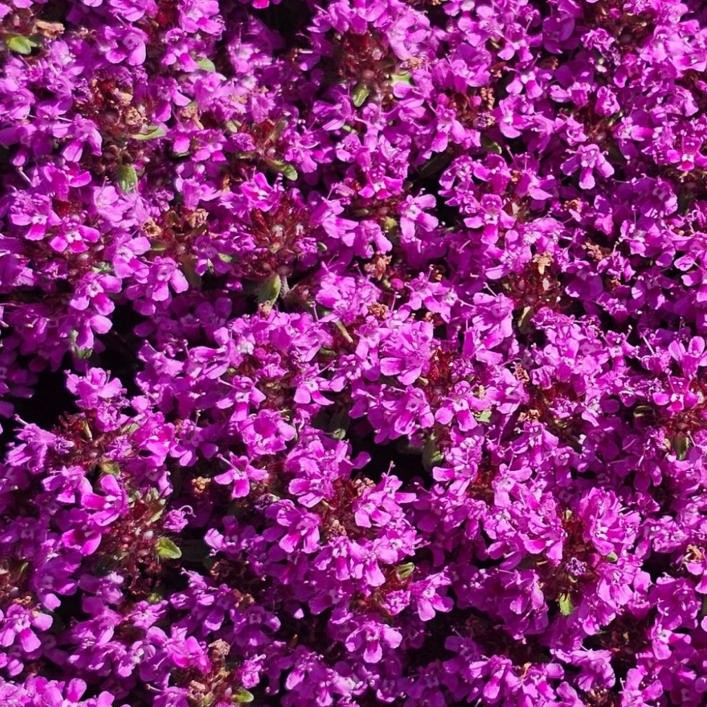 Thym praecox Coccineus - Thym précoce rouge magenta