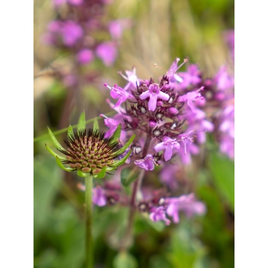 Thymus praecox Red Carpet - Thym précoce