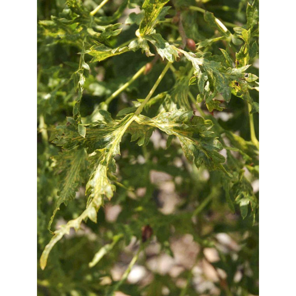 Tilleul hybride - Tilia x platyphyllos Henryk Eder