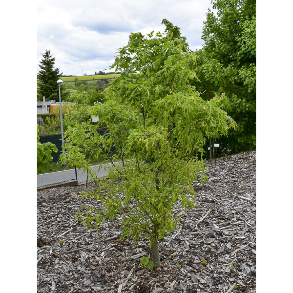 Tilleul hybride - Tilia x platyphyllos Henryk Eder