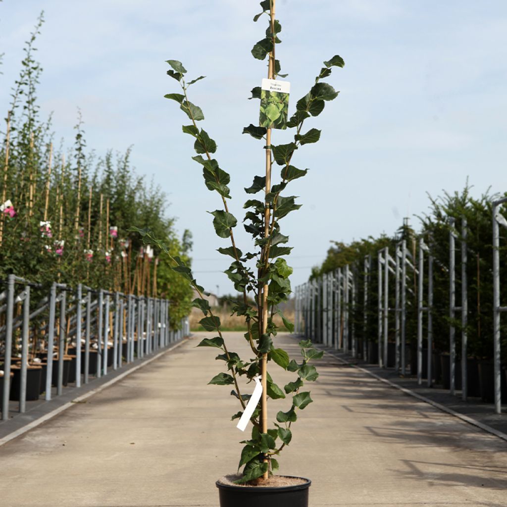 Tilia cordata Rancho - Tilleul à petites feuilles