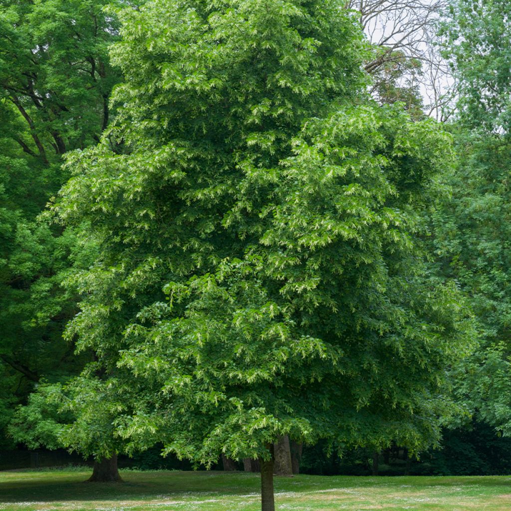 Tilia cordata Rancho - Tilleul à petites feuilles