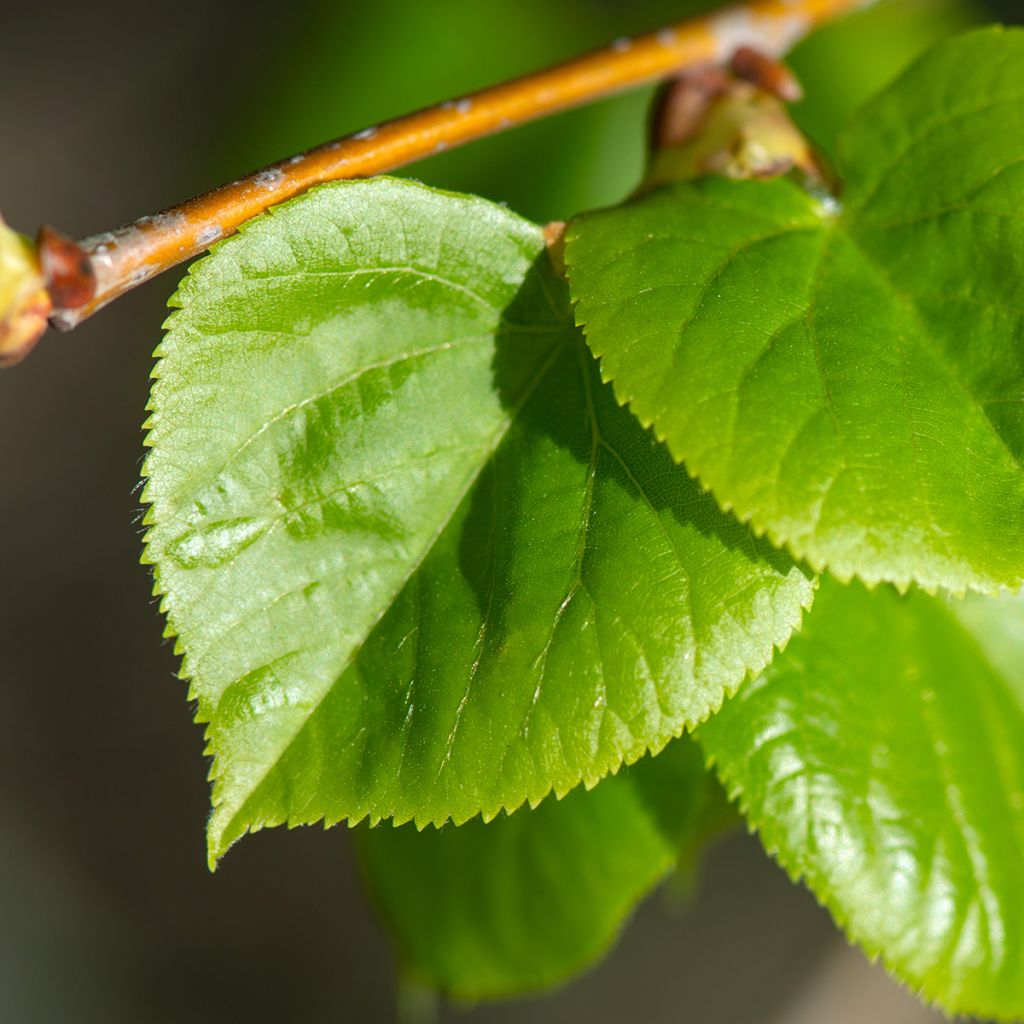 Tilia cordata Rancho - Tilleul à petites feuilles