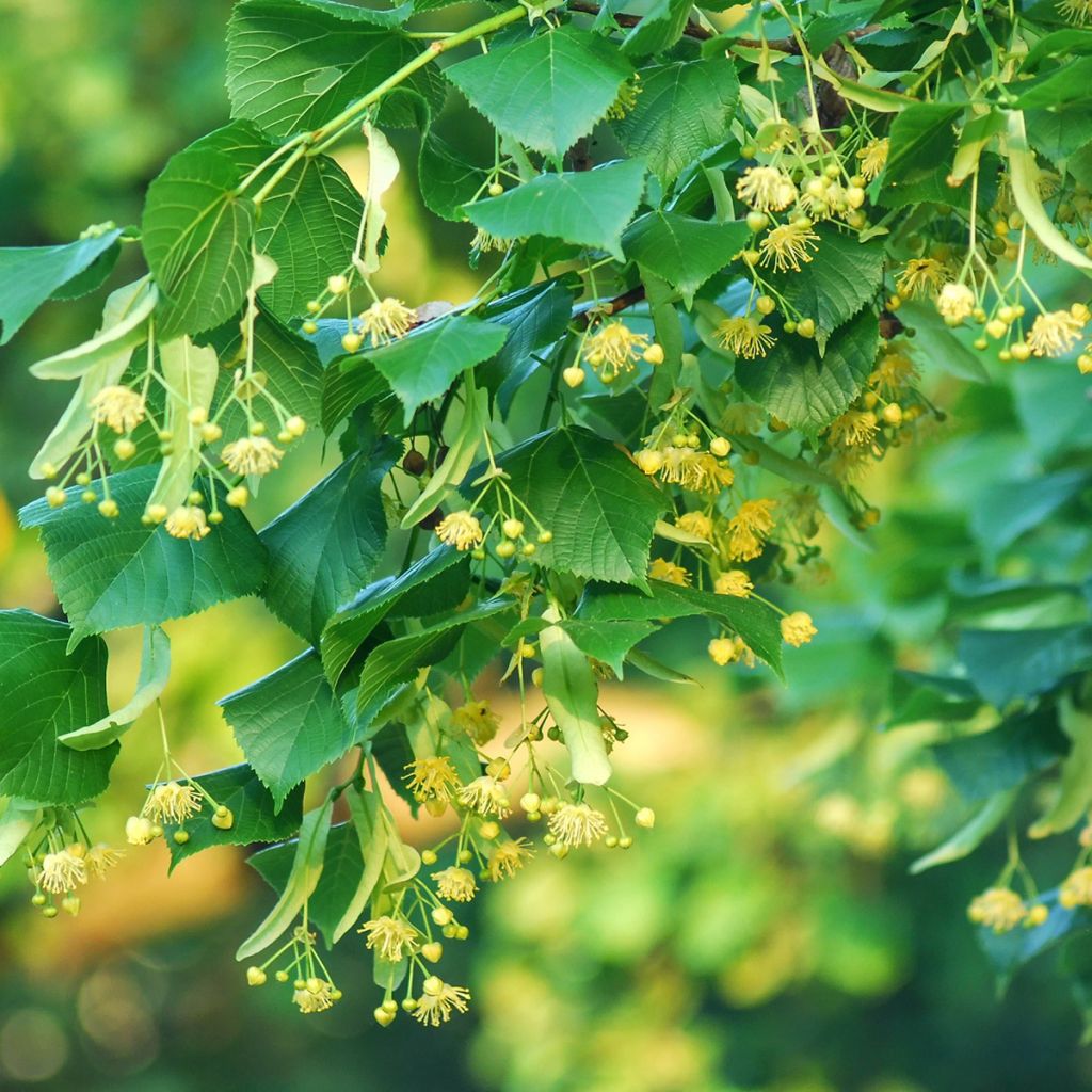 Tilia cordata Rancho - Tilleul à petites feuilles