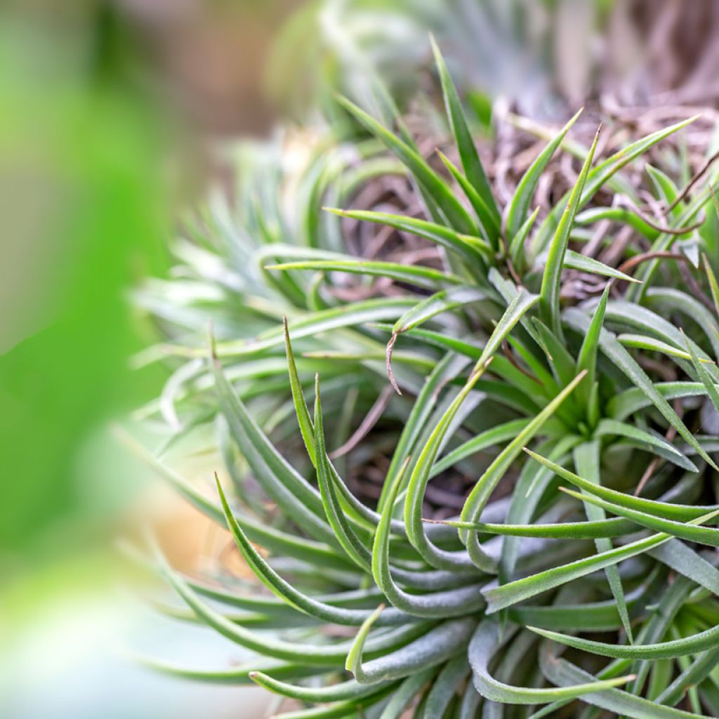 Tillandsia Mizuki