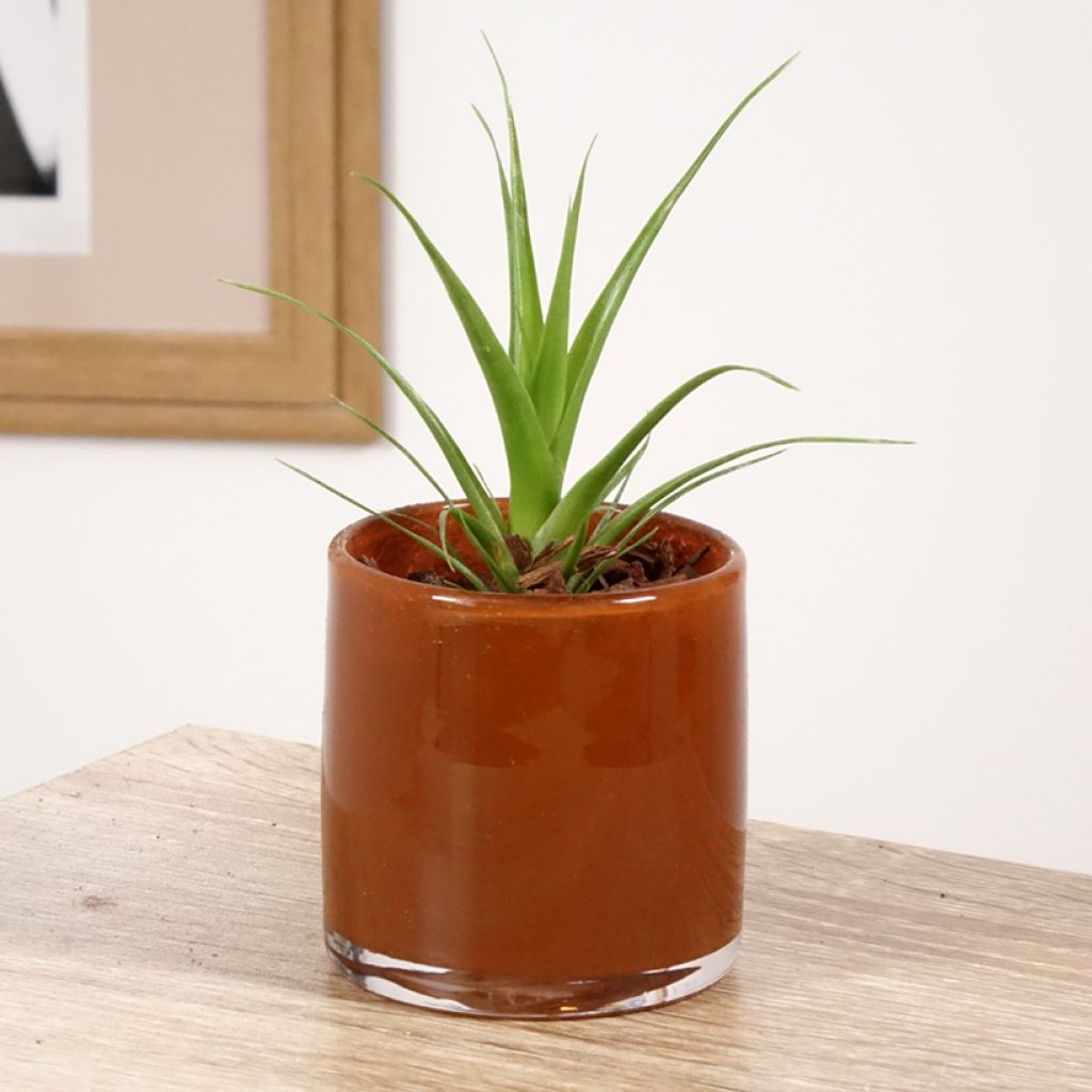 Tillandsia Naomi