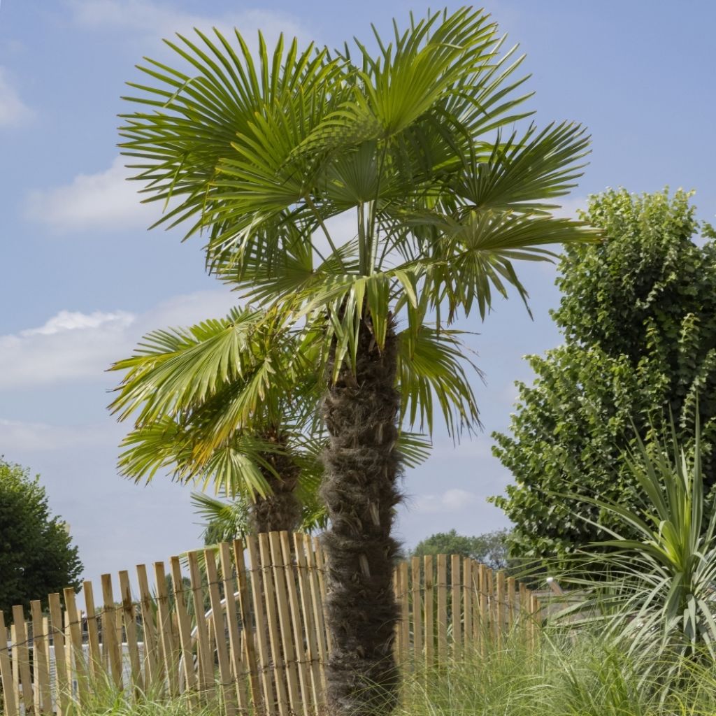 Palmier de Chine - Trachycarpus fortunei 
