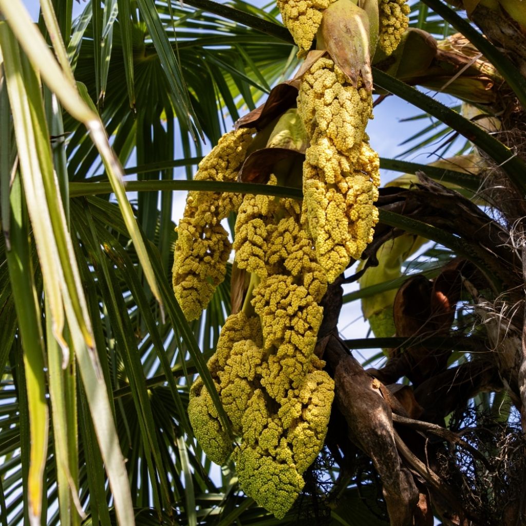 Palmier de Chine - Trachycarpus fortunei 