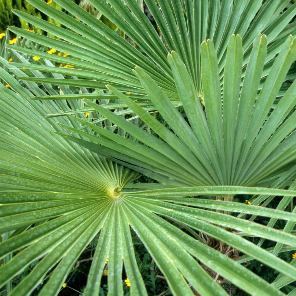 Palmier de Chine - Trachycarpus fortunei 