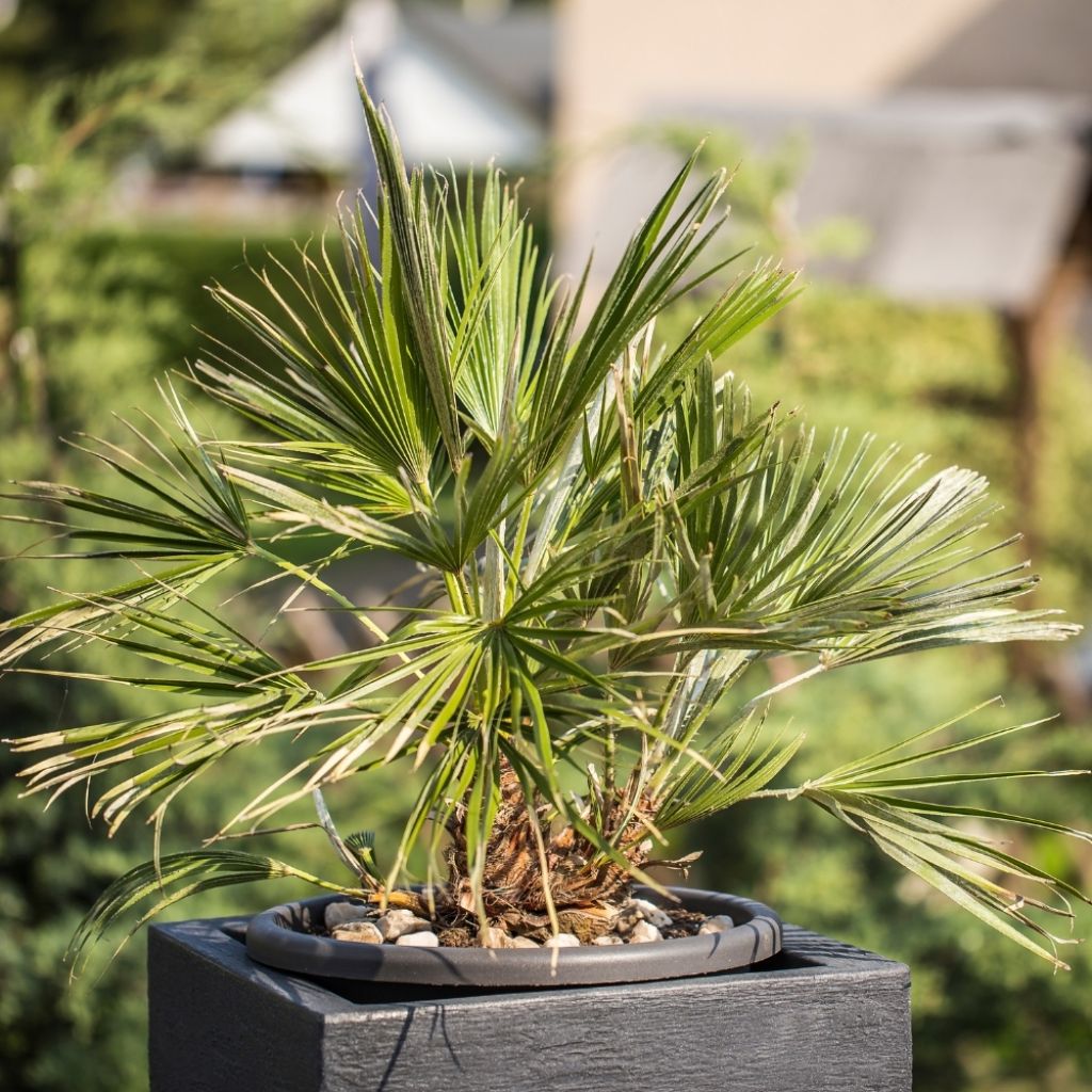 Palmier de Chine - Trachycarpus fortunei 