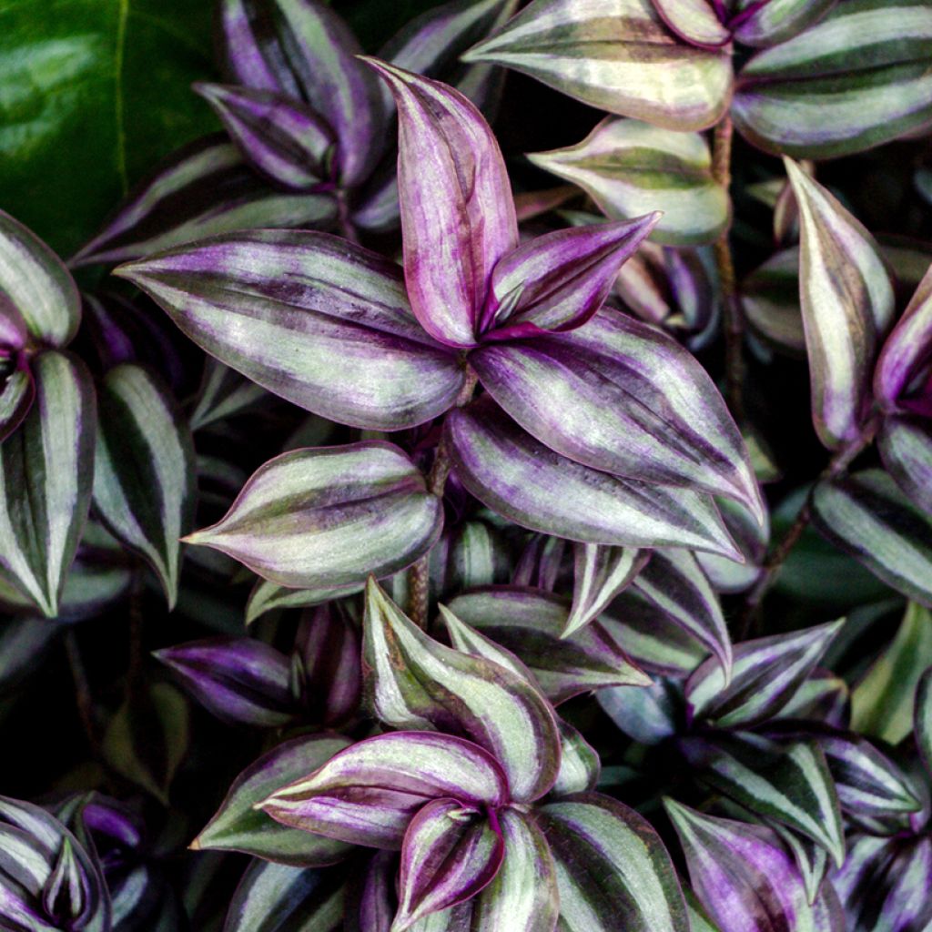Tradescantia zebrina Pink Joy