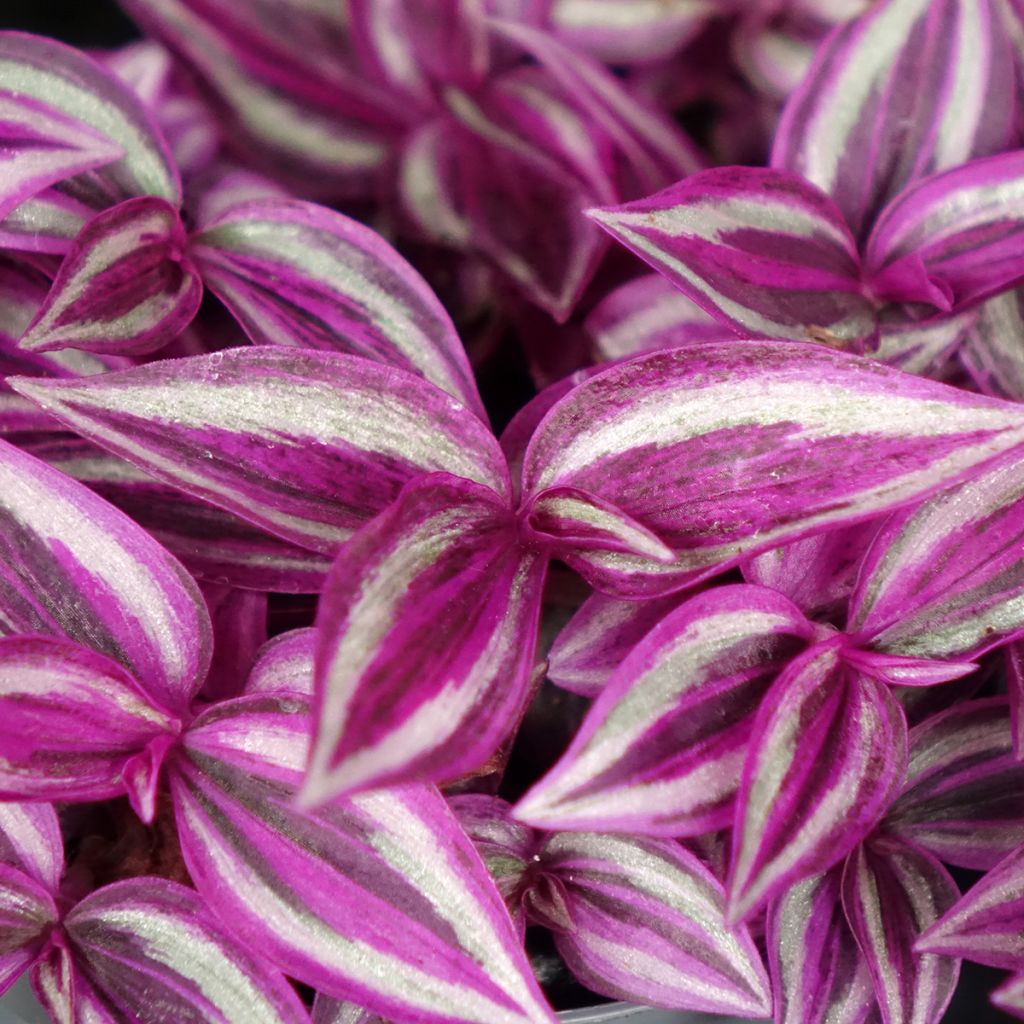 Tradescantia zebrina Pink Paradise
