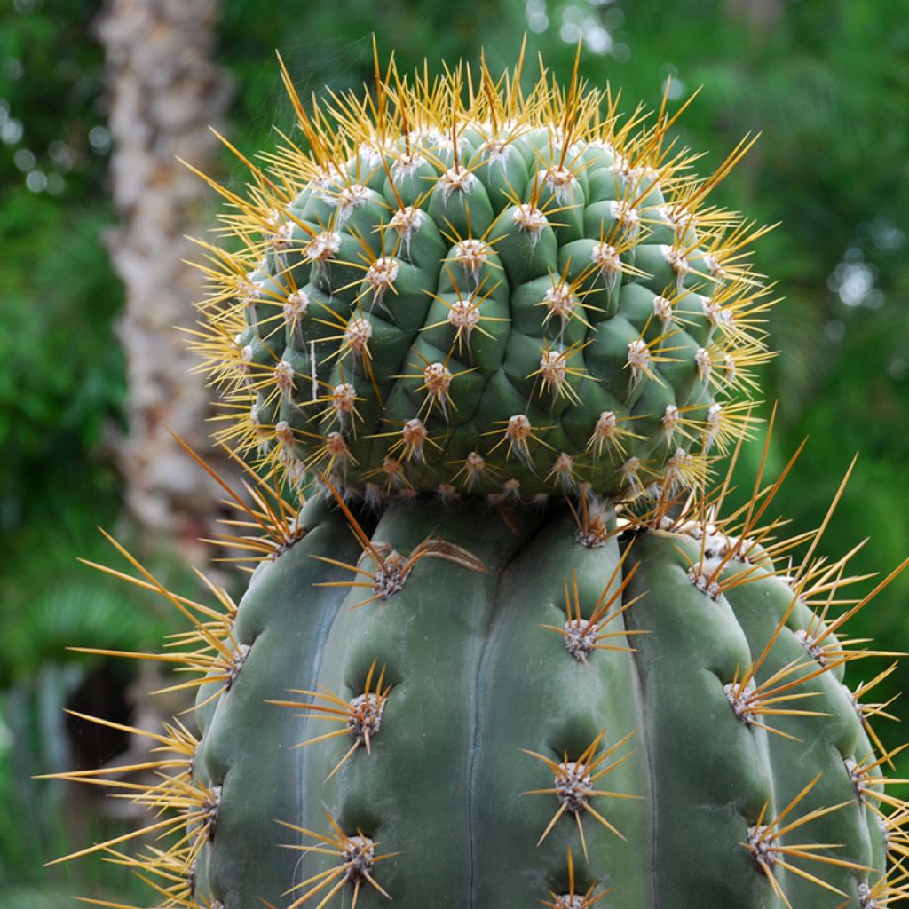 Trichocereus terscheckii - Cactus cierge