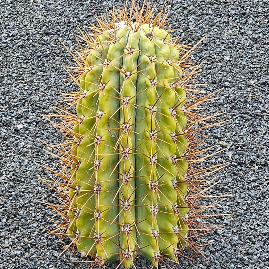 Trichocereus terscheckii - Cactus cierge