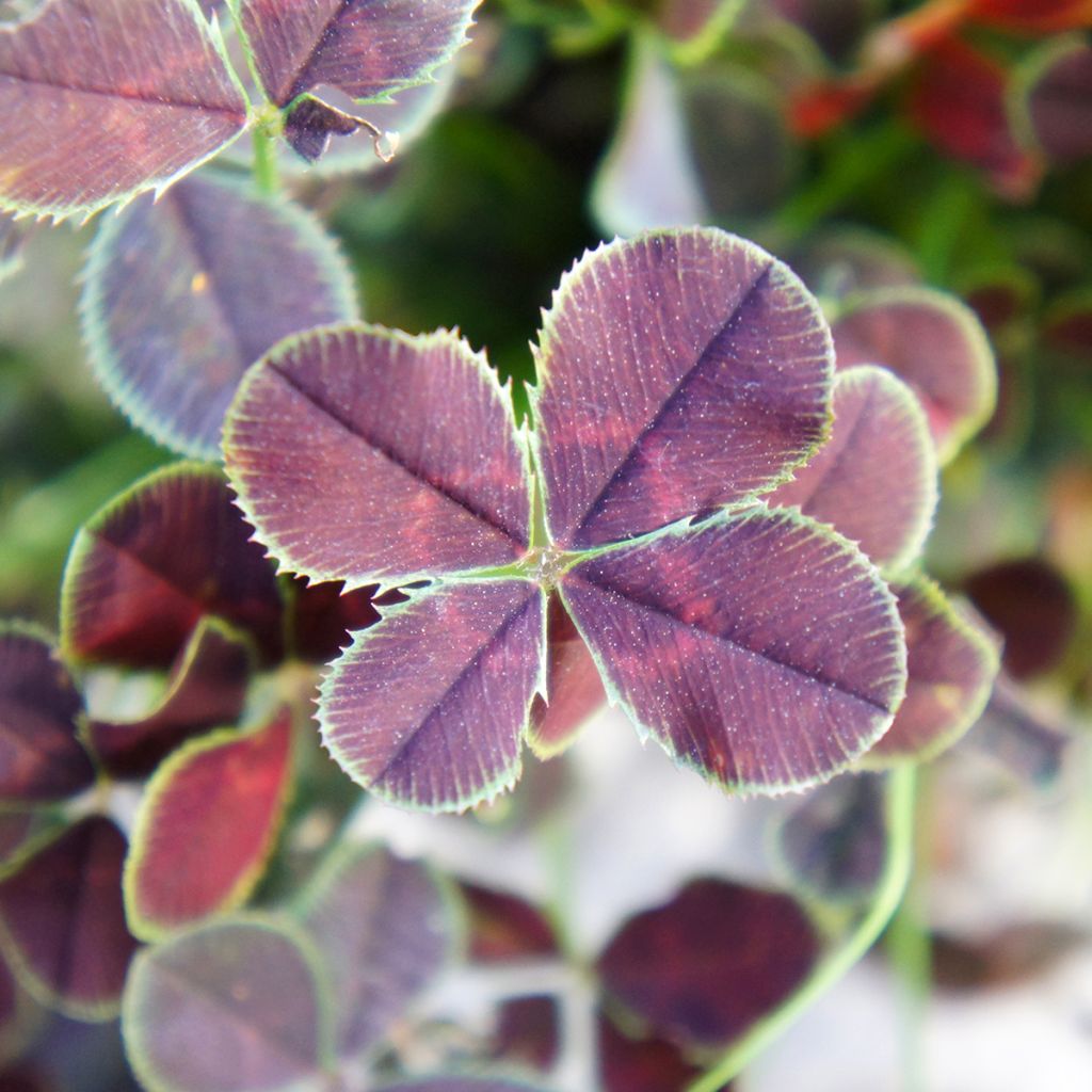 Trifolium repens Quadrifolium Purpureum - Trèfle