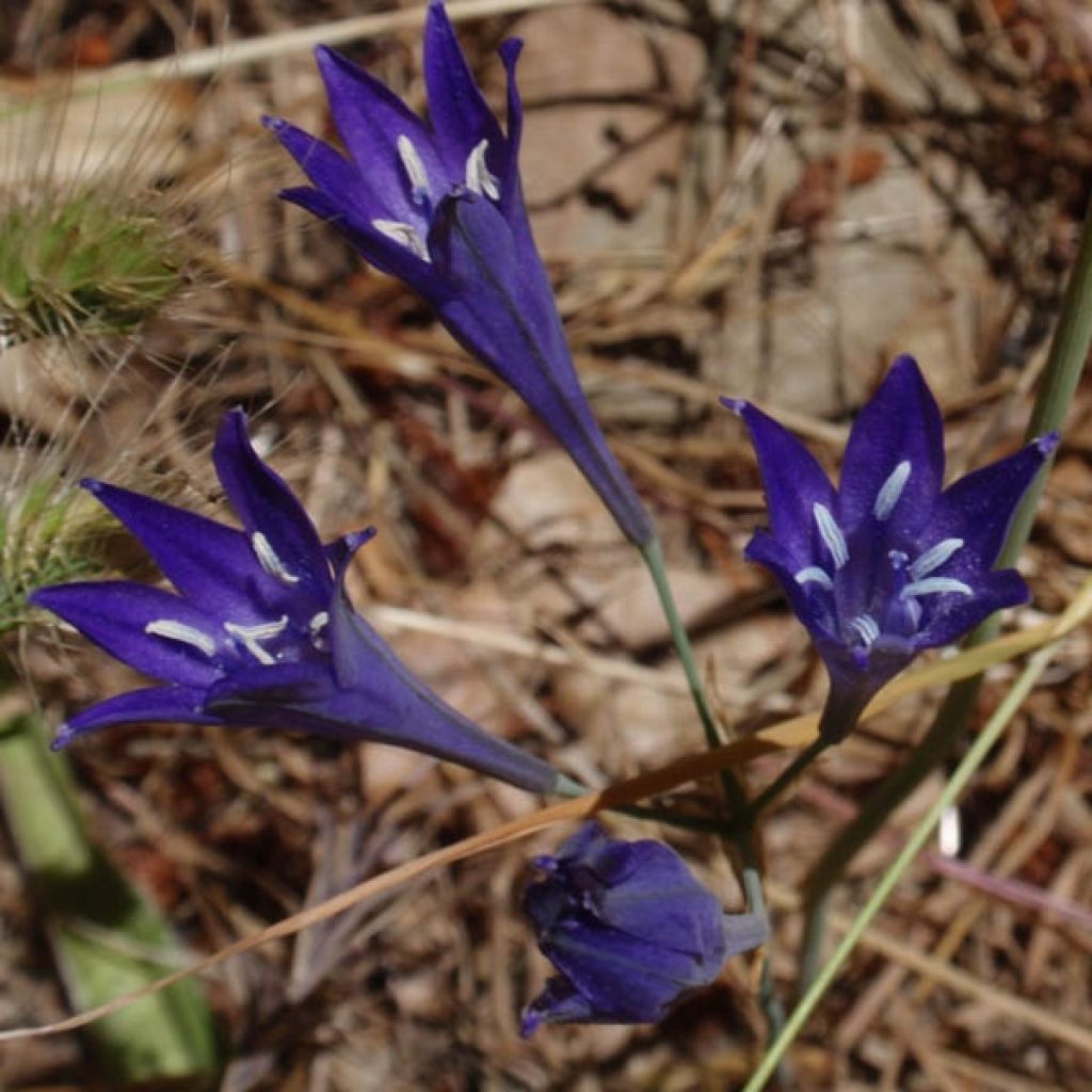 Triteleia Corrina