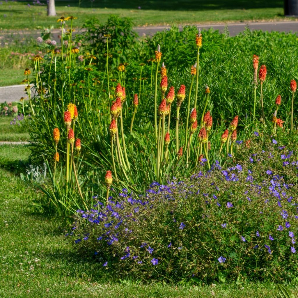 Kniphofia uvaria -Tritoma