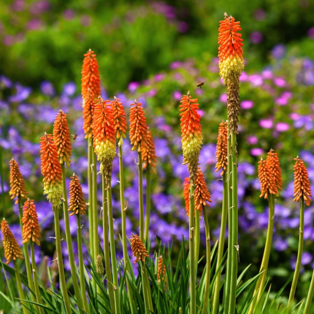 Kniphofia uvaria -Tritoma