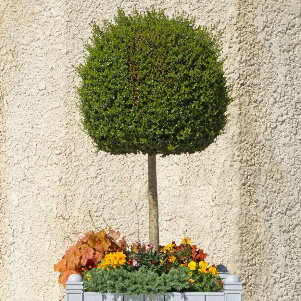 Troène - Ligustrum delavayanum
