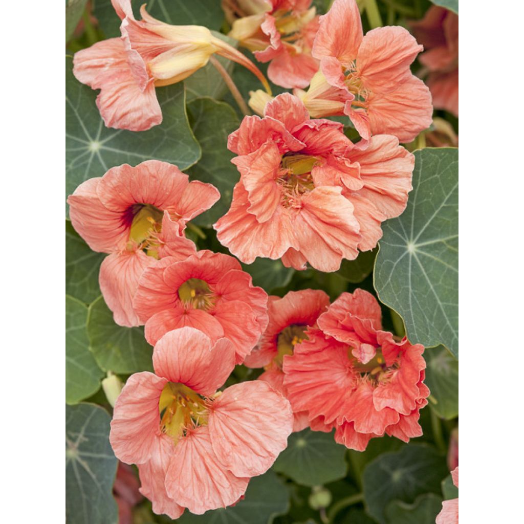 Graines de Capucine naine Salmon Baby - Tropaeolum majus 