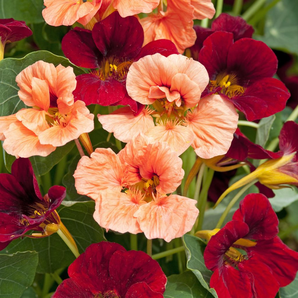Graines de Capucine naine Rumba Mix - Tropaeolum minus