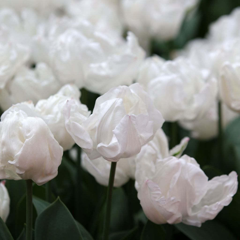 Tulipe Triomphe Rejoyce