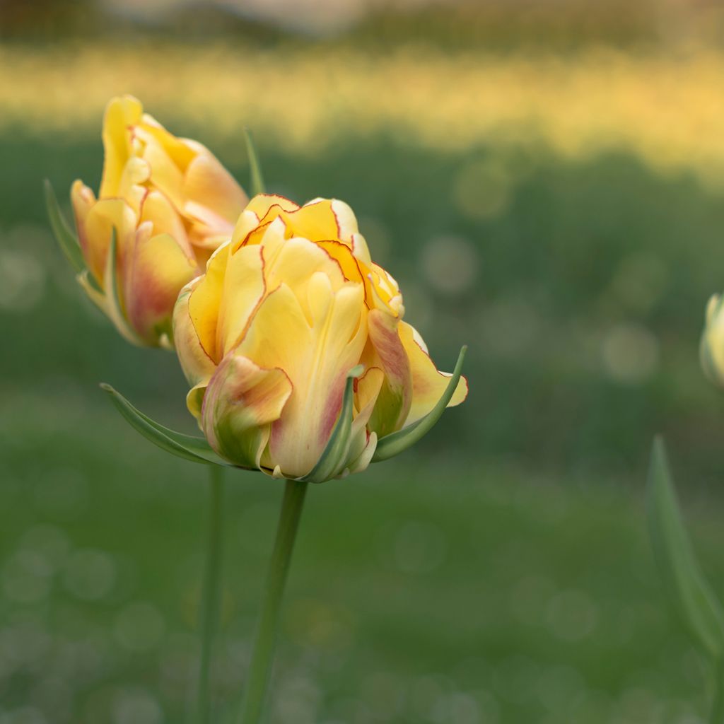 Tulipe viridiflora Golden Artist