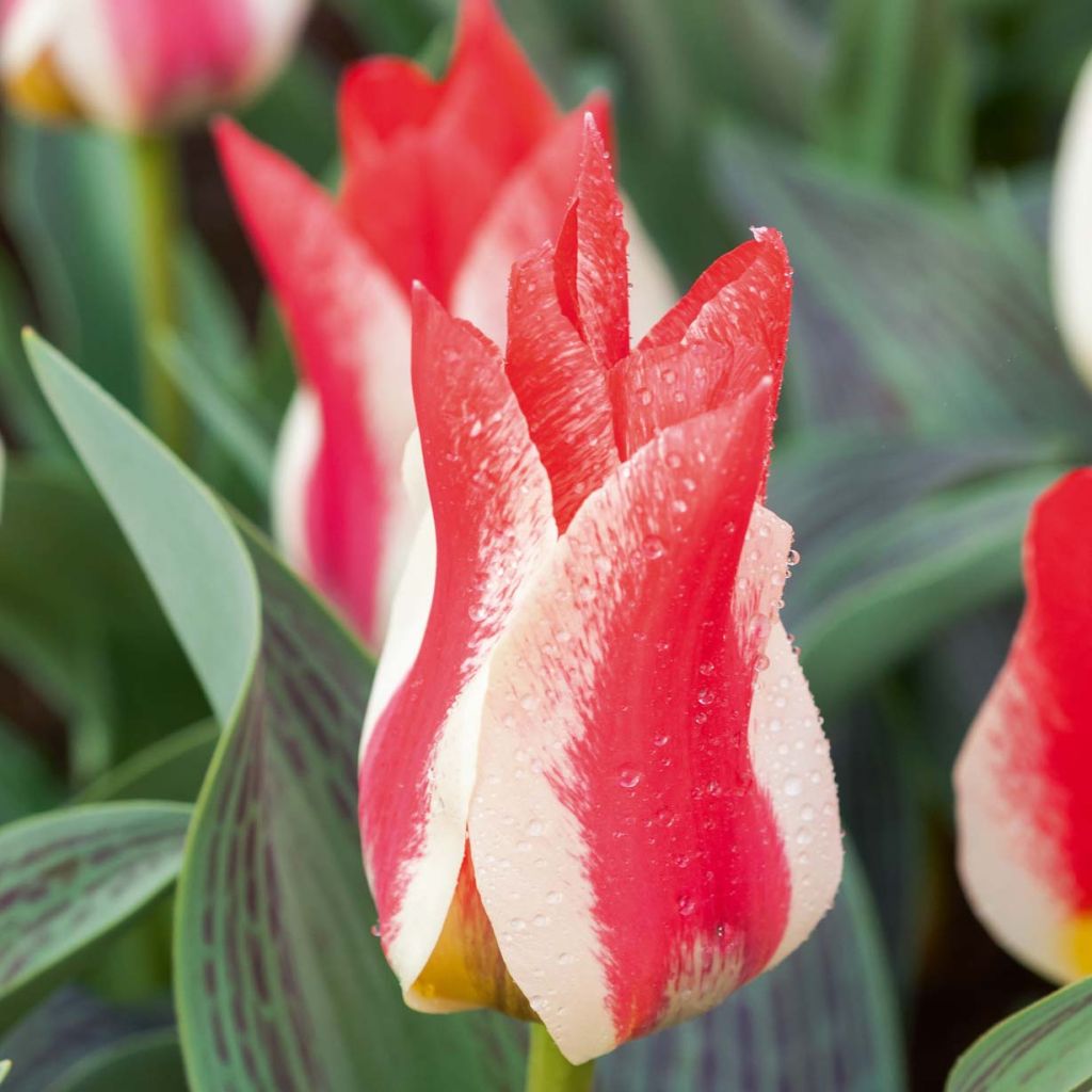 Tulipe Botanique greigii Plaisir 
