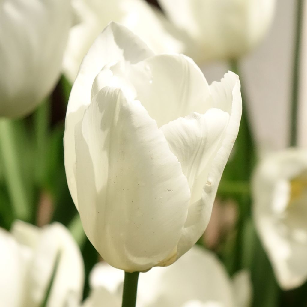Tulipe Darwin Hakuun