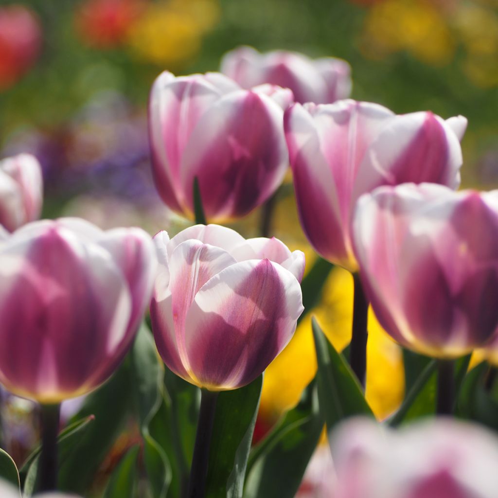 Tulipe Darwin Royal Pride